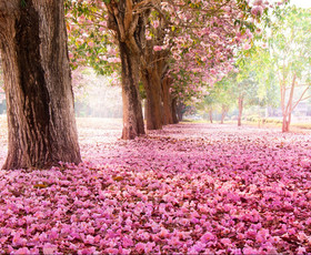 картинка природы, парк, цветение, деревья, сакура, розовые, цветы