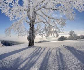 картинки природы, Обои, зима, Снег, дерево, солнце, деревья, пейзаж