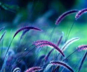 картинки природы, Колосья, фиолетовый, поле, обои, фото, растения