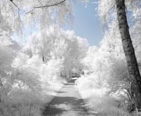 фото зима, лес, красиво, деревья