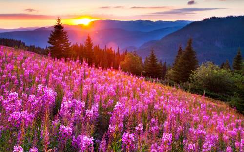 обои nature, landscape, горы, трава, луга, цветы, пейзаж
