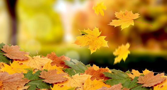 природа, обои, падение, пора, листва, осень