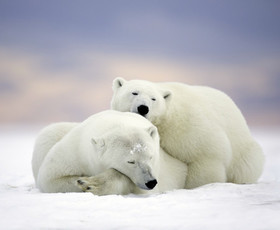 животные, белые медведи, пара, хищники, снег, зима