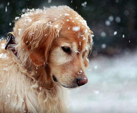 животные, собака, морда, зима, снег, взгляд, кокер спаниель, пес
