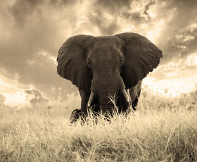 животные, слон, трава, большие уши, хобот, савана, Африка