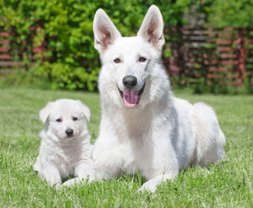 животные, порода, обои белая немецкая овчарка, щенок, собака, пес