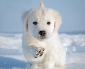 животные, собака, щенок, пёсик, мордочка, лапа, зима, снег