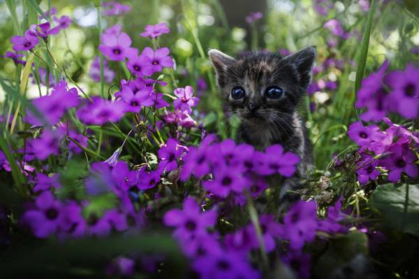 картинка животных, фото, котёнок, взгляд, цветы, мордашка, обои