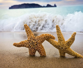 природа, море, звезда, пляж, песок, пара, вольны
