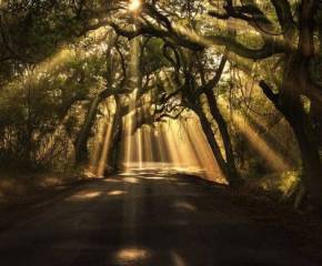 лес, деревья, лучи солнца, красиво, обои, дорога