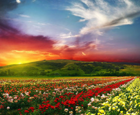 небо, поле, цветы, красивый пейзаж, закат, солнце