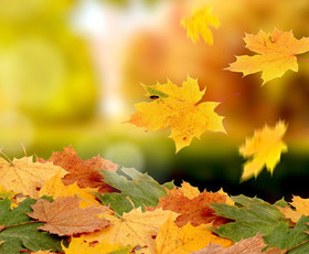 природа, обои, падение, пора, листва, осень